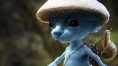 Smurf Cat