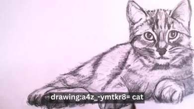 drawing:a4z_-ymtkr8= cat