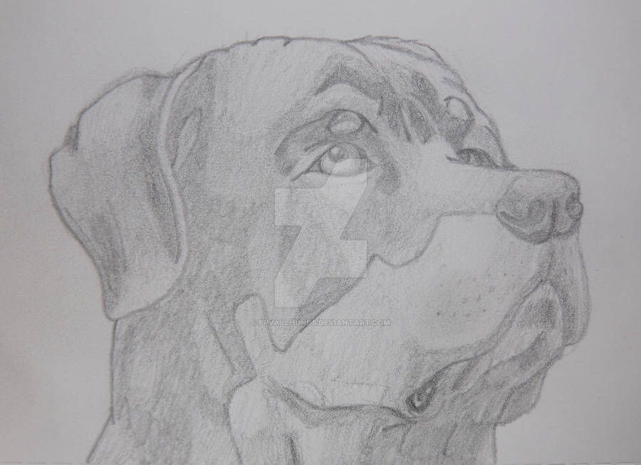 drawing:skfktqthywc= dog